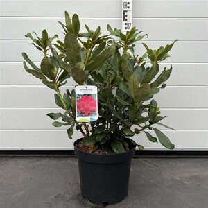 Rhododendron 'Nova Zembla' ROOD 40-45 cm cont. 7,5L - afbeelding 2