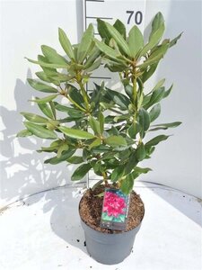 Rhododendron 'Nova Zembla' ROOD 40-50 cm cont. 4,0L - afbeelding 2