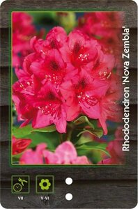 Rhododendron 'Nova Zembla' ROOD 40-50 cm cont. 4,0L - afbeelding 3