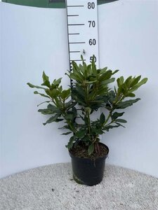 Rhododendron 'Nova Zembla' ROOD 40-50 cm cont. 5,0L - afbeelding 2