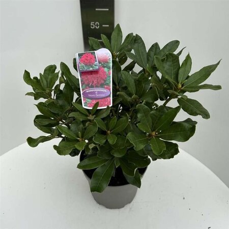 Rhododendron 'Nova Zembla' ROOD 40-50 cm cont. 5,0L - afbeelding 4