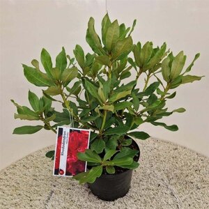 Rhododendron 'Nova Zembla' ROOD 40-50 cm cont. 5,0L - afbeelding 3