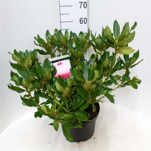 Rhododendron 'Nova Zembla' ROOD 50-60 cm cont. 10L - afbeelding 10