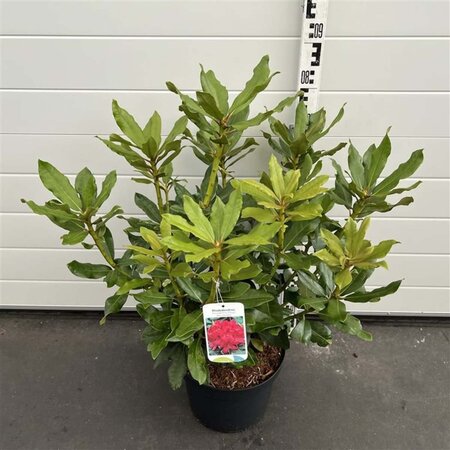 Rhododendron 'Nova Zembla' ROOD 50-60 cm cont. 10L - afbeelding 5