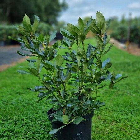 Rhododendron 'Nova Zembla' ROOD 50-60 cm cont. 10L - afbeelding 3