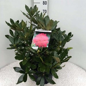 Rhododendron 'Nova Zembla' ROOD 50-60 cm cont. 10L - afbeelding 7