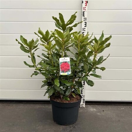 Rhododendron 'Nova Zembla' ROOD 50-60 cm cont. 10L - afbeelding 9