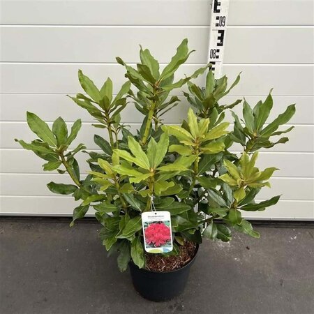 Rhododendron 'Nova Zembla' ROOD 50-60 cm cont. 10L - afbeelding 8