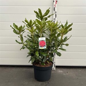 Rhododendron 'Nova Zembla' ROOD 50-60 cm cont. 10L - afbeelding 4