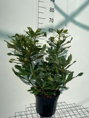 Rhododendron 'Nova Zembla' ROOD 50-60 cm cont. 7,5L - afbeelding 2