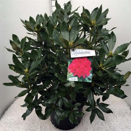 Rhododendron 'Nova Zembla' ROOD 60-80 cm cont. 20L - afbeelding 2