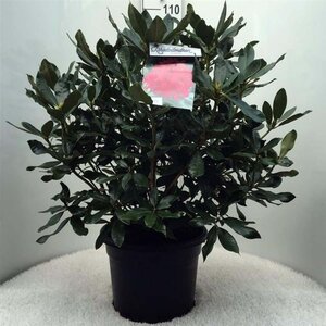 Rhododendron 'Nova Zembla' ROOD 60-80 cm cont. 20L - afbeelding 3