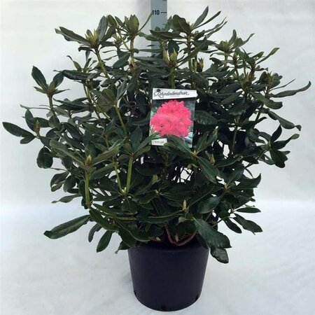 Rhododendron 'Nova Zembla' ROOD 70-80 cm cont. 30L - afbeelding 2