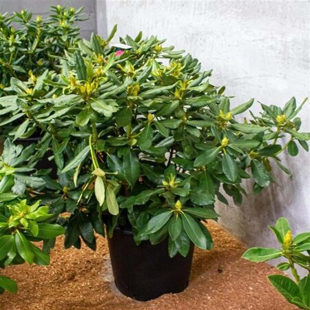 Rhododendron 'Nova Zembla' ROOD 70-80 cm cont. 40L