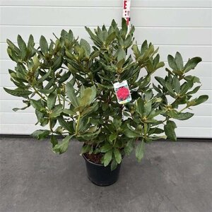 Rhododendron 'Nova Zembla' ROOD 80-100 cm cont. 15L - afbeelding 1