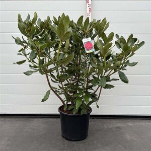 Rhododendron 'Nova Zembla' ROOD 80-100 cm cont. 15L - afbeelding 4