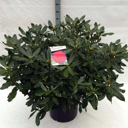 Rhododendron 'Nova Zembla' ROOD 80-100 cm cont. 40L - afbeelding 1