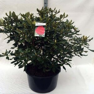 Rhododendron 'Nova Zembla' ROOD 80-100 cm cont. 80L - afbeelding 1