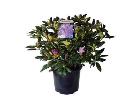 Rhododendron 'Everestianum' PAARS 60-80 cm cont. 35L