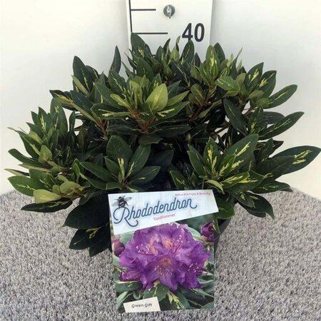 Rhododendron 'Goldflimmer' PAARS 30-40 cm cont. 10L - afbeelding 1