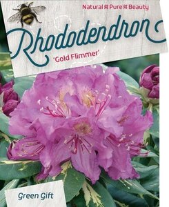 Rhododendron 'Goldflimmer' PAARS 50-60 cm cont. 20L