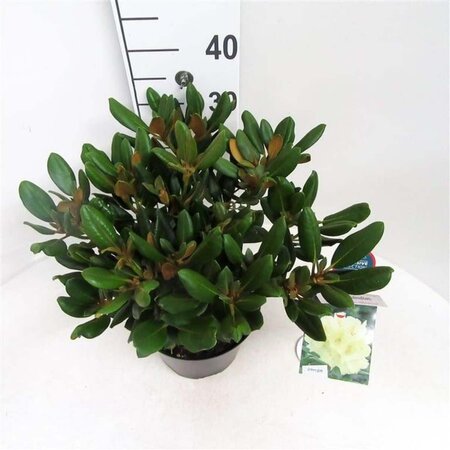 Rhododendron (Y) 'Millennium Gold' 30 cm cont. 5,0L bol