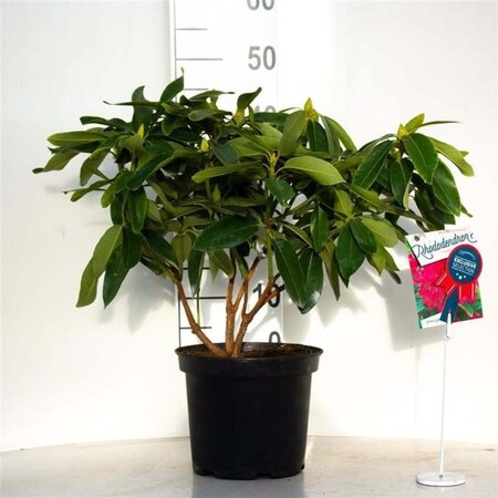 Rhododendron 'Old Port' 30-40 cm cont. 5,0L