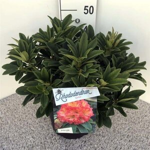 Rhododendron 'Sun Fire' 40-50 cm cont. 10L - afbeelding 1