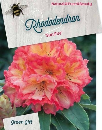 Rhododendron 'Sun Fire' 40-50 cm cont. 10L - afbeelding 2