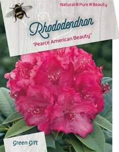 Rhododendron 'P. American Beauty' 50-60 cm cont. 10L - afbeelding 1