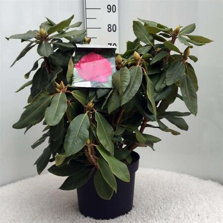 Rhododendron 'P. American Beauty' 50-60 cm cont. 10L - afbeelding 2