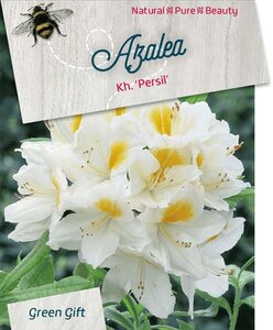 Rhododendron knaphill 'Persil' WIT 40-50 cm cont. 10L