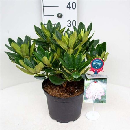 Rhododendron 'Picotee' 30-40 cm cont. 5,0L