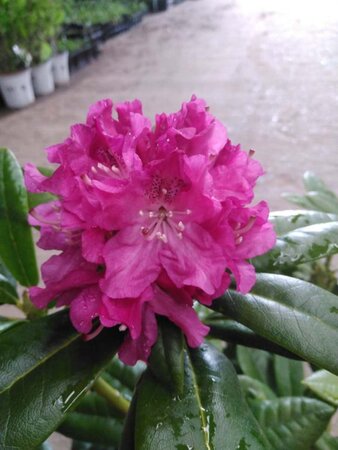 Rhododendron 'Pink Lady' ROZE 25-30 cm cont. 4,0L - afbeelding 1