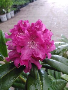 Rhododendron 'Pink Lady' ROZE 25-30 cm cont. 4,0L - afbeelding 1