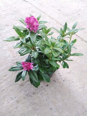 Rhododendron 'Pink Lady' ROZE 25-30 cm cont. 4,0L - afbeelding 3