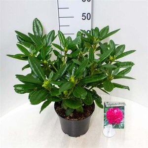 Rhododendron 'Pink Lady' ROZE 30-40 cm cont. 5,0L - afbeelding 2