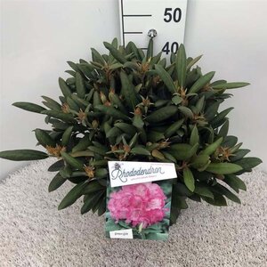 Rhododendron (Y) 'Polaris' ROZE 30-40 cm cont. 10L - afbeelding 2