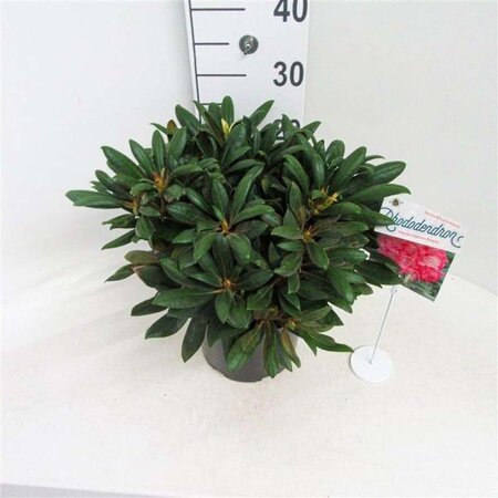 Rhododendron (Y) 'Polaris' ROZE 30 cm cont. 5,0L bol