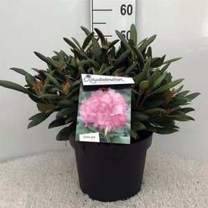 Rhododendron (Y) 'Polaris' ROZE 40 cm cont. 10L bol - afbeelding 1