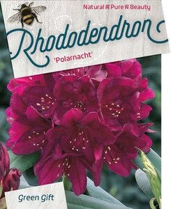 Rhododendron (P) 'Polarnacht' PAARS 40-50 cm cont. 10L - afbeelding 1