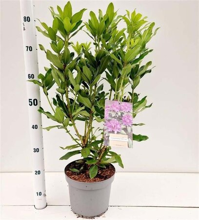 Rhododendron ponticum PAARS 40-50 cm cont. 5,0L - afbeelding 2