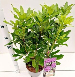 Rhododendron ponticum PAARS 40-50 cm cont. 5,0L - afbeelding 4