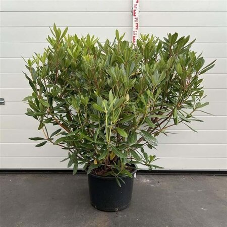 Rhododendron ponticum PAARS 60-80 cm cont. 20L - afbeelding 6