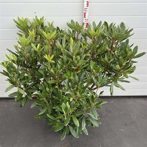 Rhododendron ponticum PAARS 60-80 cm cont. 20L - afbeelding 7