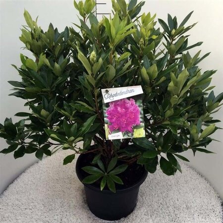 Rhododendron ponticum PAARS 60-80 cm cont. 20L - afbeelding 3