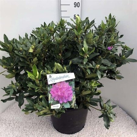 Rhododendron ponticum PAARS 70-80 cm cont. 30L - afbeelding 1