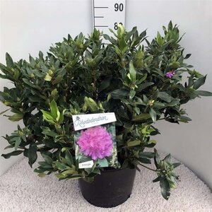 Rhododendron ponticum PAARS 70-80 cm cont. 30L - afbeelding 1