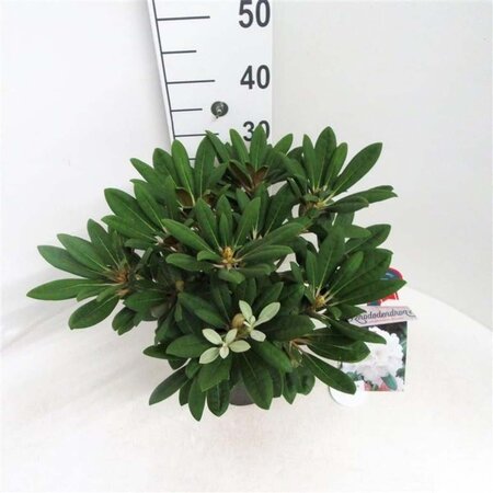 Rhododendron (Y) 'Porzellan' WIT 30 cm cont. 5,0L bol