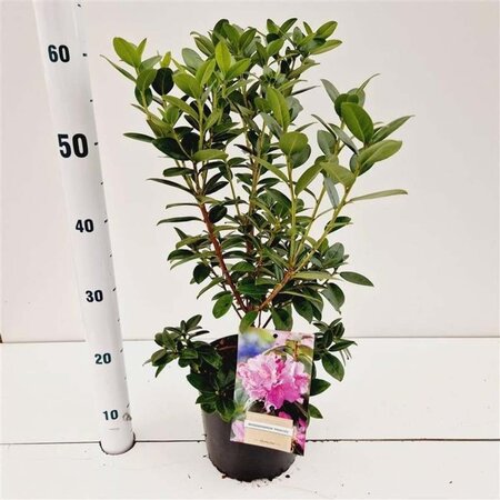 Rhododendron 'Praecox' dwerg BLAUW 25-30 cm cont. 3,0L - afbeelding 2